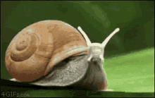 Rápido Fast GIF - Rápido Fast Snail GIFs