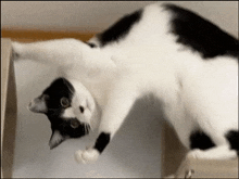 Cat Cat'S Paw GIF - Cat Cat'S Paw Black And White Cat GIFs