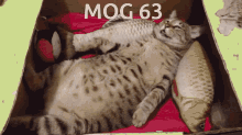 Mogcat Mog63 GIF - Mogcat Cat Mog63 GIFs