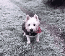 Westie Dog GIF - Westie Dog Westitude GIFs