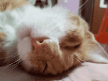 Dormir Gato GIF - Dormir Gato Sueño GIFs