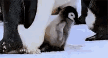 Penguin Yay GIF - Penguin Yay Walk GIFs