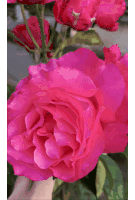 a close up of a pink rose with other flowers in the background
