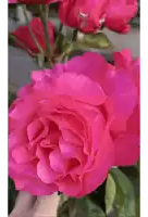 a close up of a pink rose with other flowers in the background