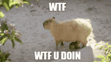 capybara wtfudoin wtf gif