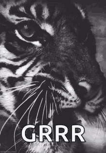 tiger meow grr teeth fangs