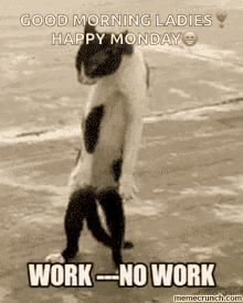 work no work cat funny good morning
