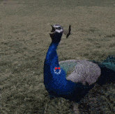 a peacock is standing in the grass and has a sticker on its neck that says ' a ' on it