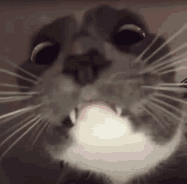 Bing Bang Cat GIF – Bing Bang Cat – discover and share GIFs