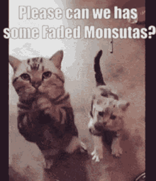 Faded Monsuta Please GIF - Faded Monsuta Please Kittens GIFs