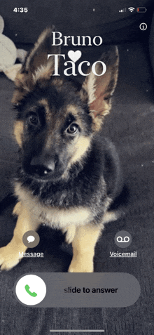 a german shepherd puppy named bruno taco is on a phone call