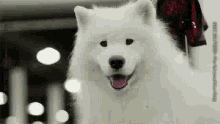 Looking Samoyed GIF - Looking Samoyed Macys Thanksgiving Day Parade GIFs