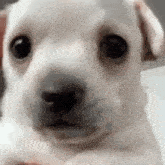a close up of a white puppy looking at the camera with a blurred background .
