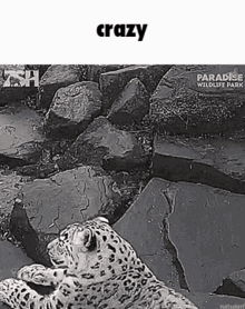 Crazy Snow Leopard GIF - Crazy Snow Leopard Cat GIFs