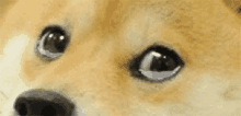 Sad Sad Dog GIF - Sad Sad Dog Dog GIFs