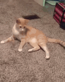 a cat is playing with a toy on the floor in a living room .