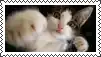 a cat and a rabbit are laying next to each other in a picture frame .
