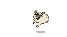Bacon Pug Hop GIF - Bacon Pug Hop Dogs GIFs