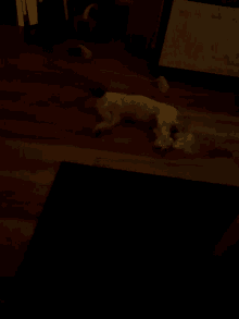 a dog is laying on its back on a dark wooden floor