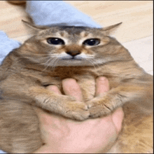 a cat is being held by a person 's hand and looking at the camera