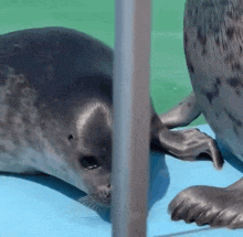 a seal is laying on a blue surface behind a fence