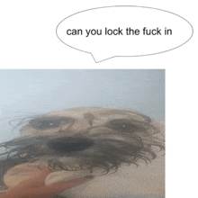a picture of a dog and a speech bubble that says can you lock the fuck in