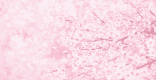 Aesthetic Sakura GIF - Aesthetic Sakura Pink GIFs