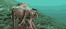 Under Water Sea Life GIF - Under Water Sea Life Under The Sea GIFs