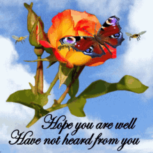 Hope You Are Well Have Not Heard From You GIF - Hope You Are Well Have Not Heard From You Orange Rose GIFs
