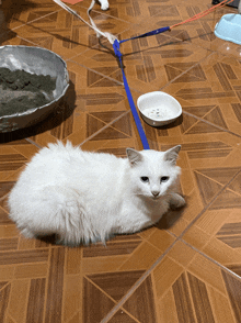 a white cat is laying on a tiled floor next to a bowl