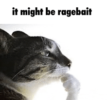 a cat is licking a rope with the caption `` it might be ragebait '' .