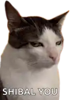 a picture of a cat with the words shibal you on it