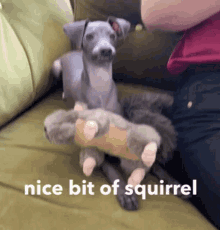 Squirrel Friday Night Dinners GIF
