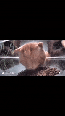 Cat Looking Up GIF - Cat Looking Up Sad GIFs