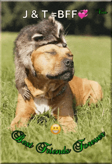 a picture of a dog with a squirrel on its head and the words best friends forever