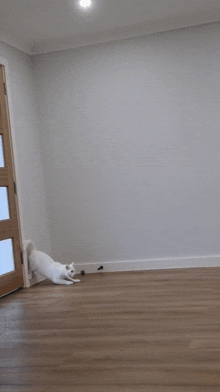 Crazy Cat White Cat GIF - Crazy Cat White Cat Cat GIFs