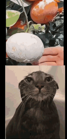 Wet Silly GIF - Wet Silly Cat GIFs
