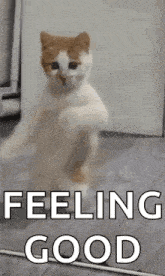 a cat is standing on its hind legs in front of a mirror with the words `` feeling good '' .