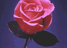Rose Aesthetic GIF - Rose Aesthetic Rose Aesth GIFs