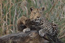 Cheetah Cub Snuggles GIF - Leopard Savage Kingdom Mother And Cub GIFs