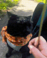 a black cat wearing a scarf around its neck is being fed by a person