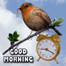 Good Morning Early Bird GIF - Good Morning Early Bird Alarm Clock GIFs