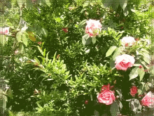 Roses Pink GIF - Roses Pink Nature GIFs