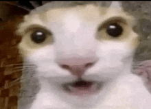 a close up of a cat with its mouth open .