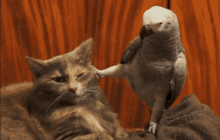Bird Cat GIF