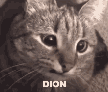 Chattitude Chat Dion GIF - Chattitude Chat Dion Feline Dion GIFs