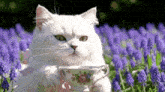 a white cat is sitting in a field of purple flowers holding a cup of coffee .