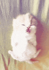 a white and brown kitten is laying on its back with its mouth open