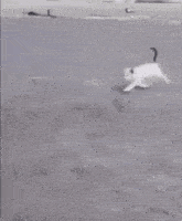 Cat Cat Bump GIF - Cat Cat Bump Cat Run GIFs