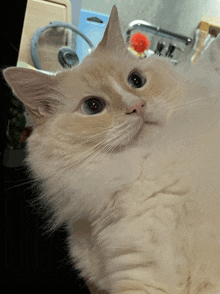 a close up of a fluffy white cat looking up